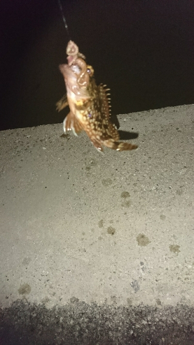 ショアジギ不発…余り石ゴカイでタコ＆ガッシーかぁ…