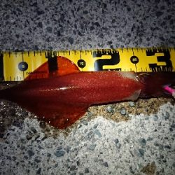 ムーンナイトエギング