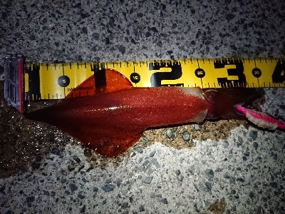 ムーンナイトエギング