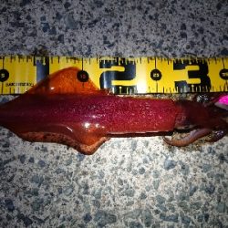 強風でのケンサキイカ狙い