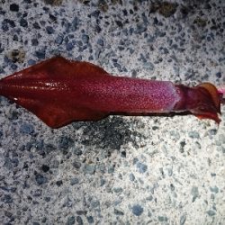 お盆の食糧確保に……