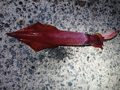 お盆の食糧確保に……