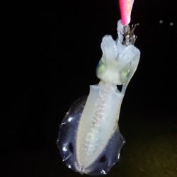 夕方からエギング