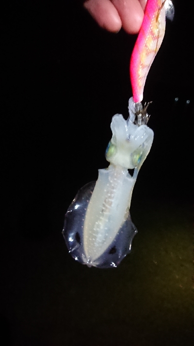 夕方からエギング