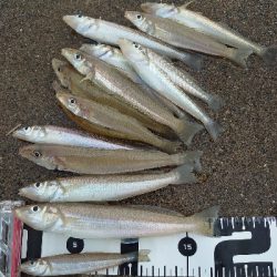 チョイ投げのキス