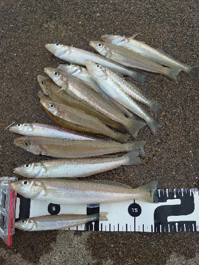 チョイ投げのキス