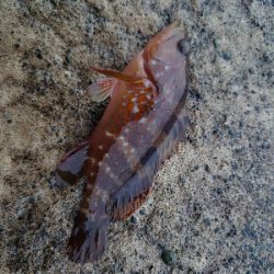 加斗の海岸で半夜のエビまき釣り