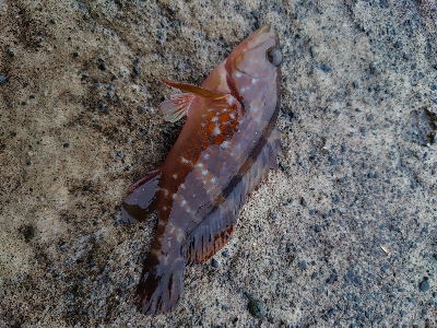 加斗の海岸で半夜のエビまき釣り