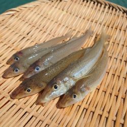 チョイ投げ〜エビ撒きのリレー釣り