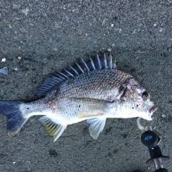 冷蔵のカニより 粋のいいカニが釣れる