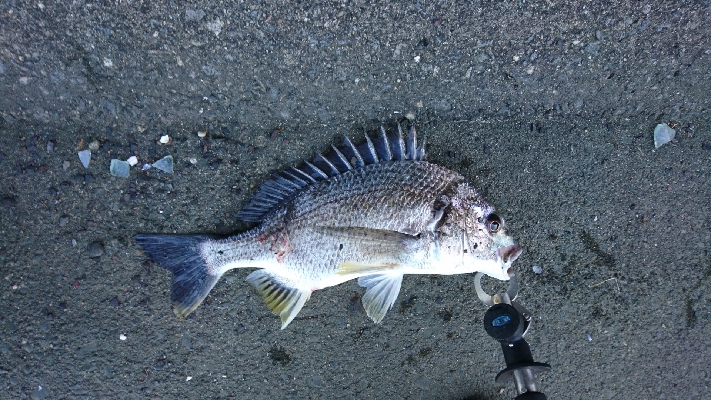 冷蔵のカニより 粋のいいカニが釣れる