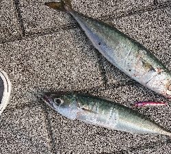 南港ライトゲーム