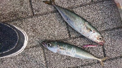 南港ライトゲーム