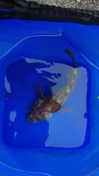 超強南風のロックフィッシュ