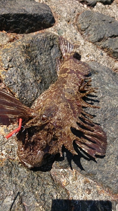 型が良いものばかり！