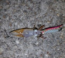 ケンサキ終わり?