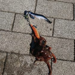 タコタコタコ！