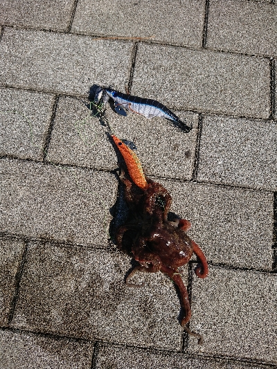 タコタコタコ！