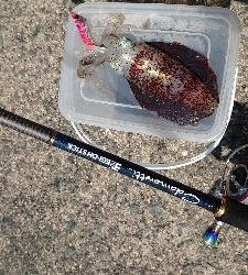 アオリイカ調査