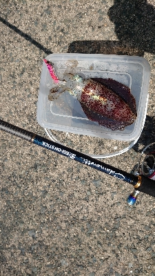 アオリイカ調査