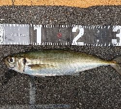 まさかのデカアジ！