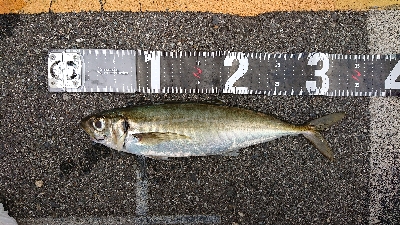 まさかのデカアジ！