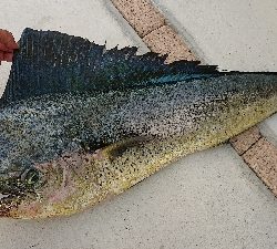 これが釣りたかった！