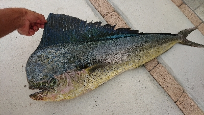 これが釣りたかった！