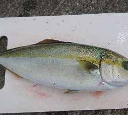 久々のタコ。ショアジグでツバス。