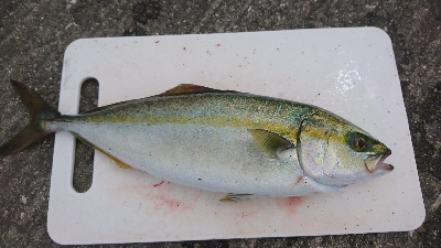 久々のタコ。ショアジグでツバス。