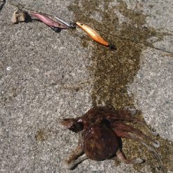 タコ４杯もエギ５個ロス