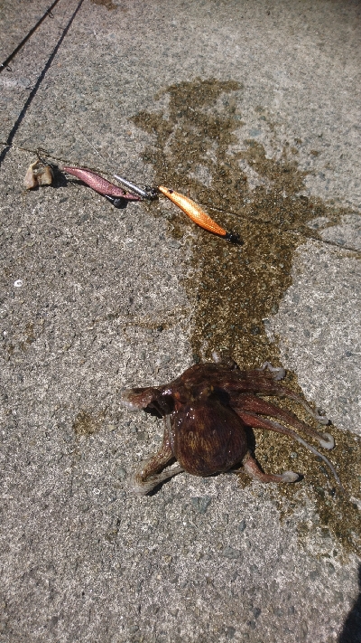 タコ４杯もエギ５個ロス