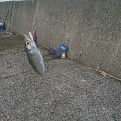 太刀魚狙うもイワシ、青物狙うもサバ