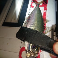 アジが、渋くなってきました。