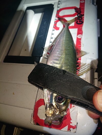 アジが、渋くなってきました。