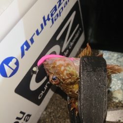 どんどん渋くなる