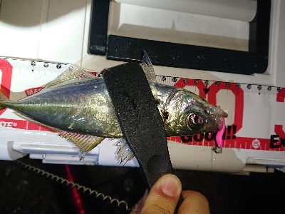 厳しくなってきました。