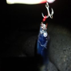 大阪湾タチウオ開幕