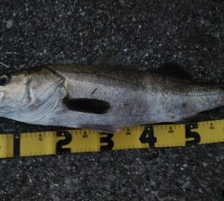 玉網の準備はお忘れ無く