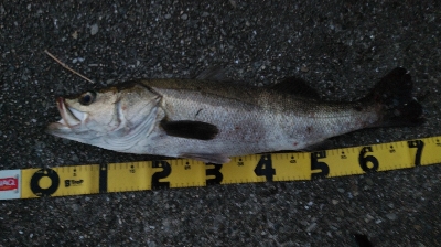 玉網の準備はお忘れ無く