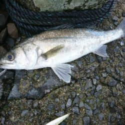 フラットフィッシュとシーバス狙い