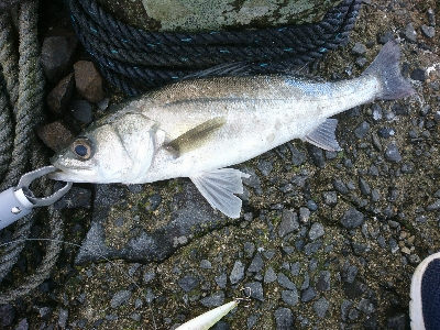 フラットフィッシュとシーバス狙い