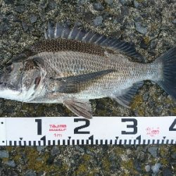 トップウォーターシーバス&チヌ