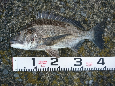 トップウォーターシーバス&チヌ