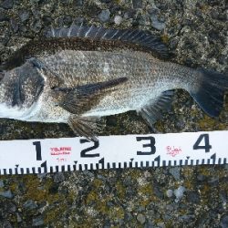 良型シーバス&チヌ爆発!!