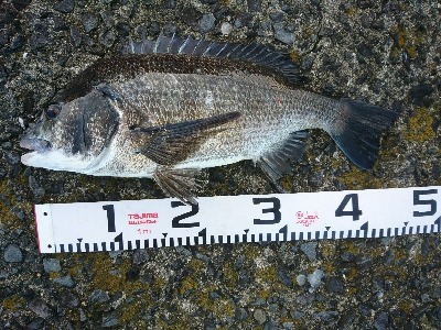 良型シーバス&チヌ爆発！！