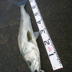 ランカーまで、もう少し74センチのシーバス！！