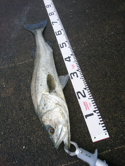 ランカーまで、もう少し74センチのシーバス…