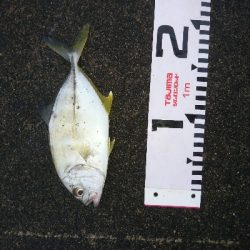 シーバスもメッキも飛び付いた!!真夏のトップウォーターゲーム!!