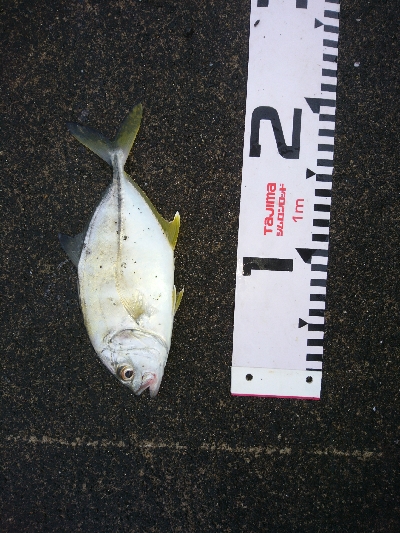 シーバスもメッキも飛び付いた！！真夏のトップウォーターゲーム！！